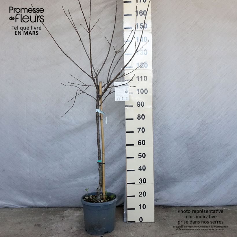 Amostra de Ameixoeira Mirabelle de Nancy - Prunus institiae Vaso de 7,5 L/10 L, Copo tal como entregue na primavera