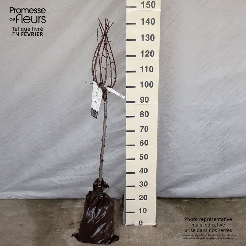 Amostra de Ameixeira Miraclaude Georges Delbard - Prunus domestica Torrão "Pronto a plantar", Copo tal como entregue no inverno