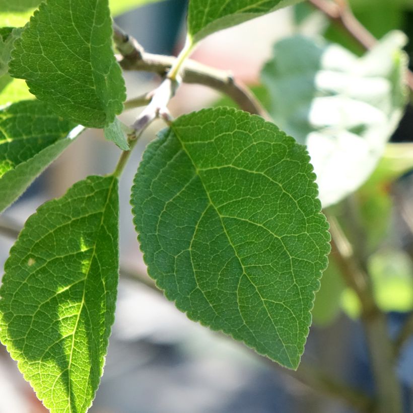Ameixeira Monsieur Hâtif - Prunus domestica (Folhagem)