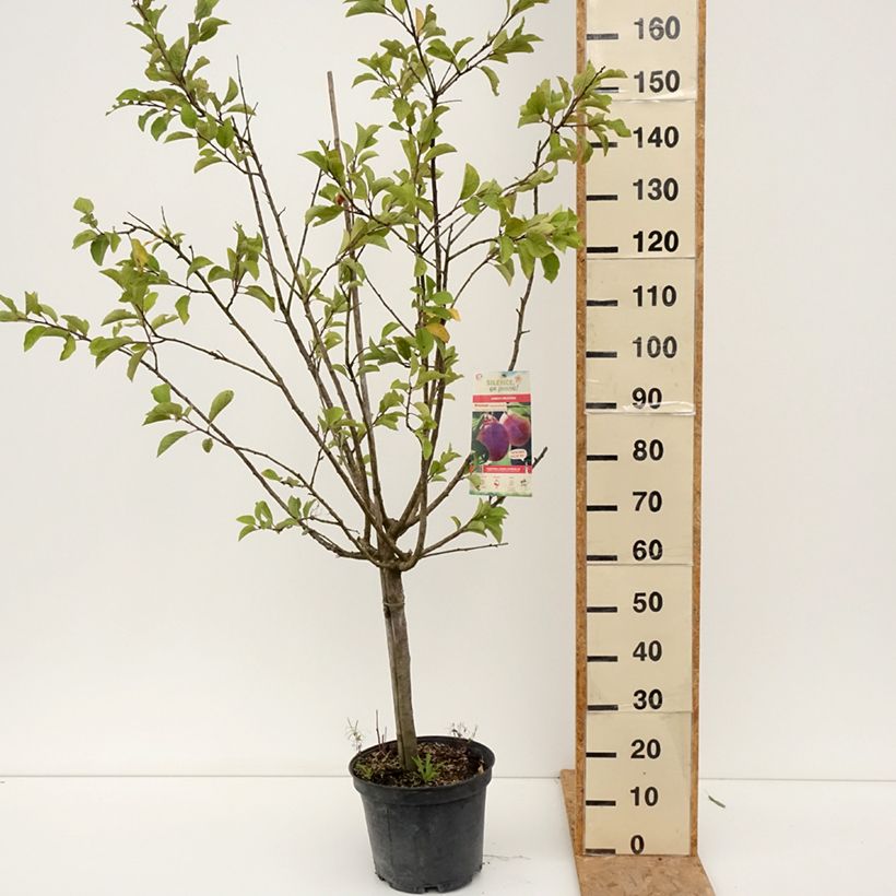 Amostra de Ameixeira Monsieur Hâtif - Prunus domestica Vaso de 7,5 L/10 L, Copo tal como entregue no verão