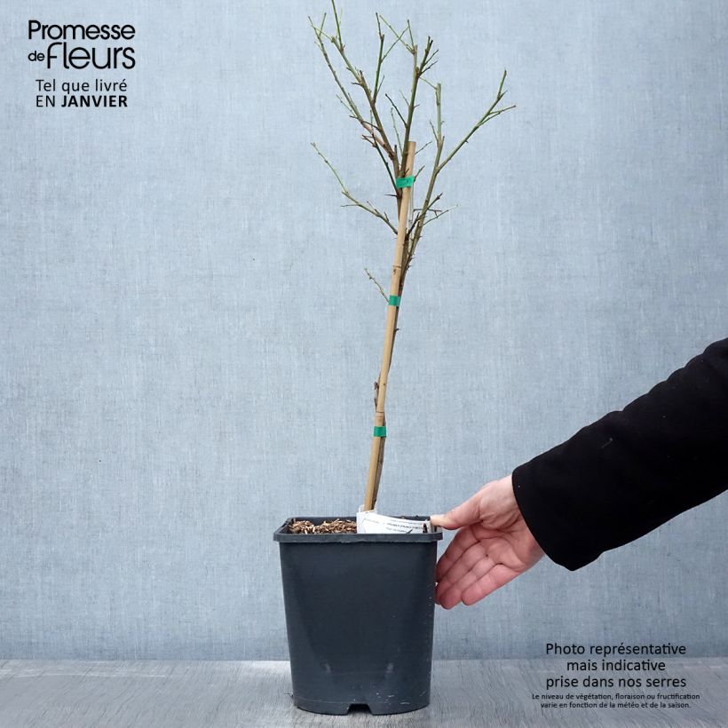 Amostra de Prunier nain autofertile Fruit Me Plum Me Pot de 4L/5L, Nain tal como entregue no inverno