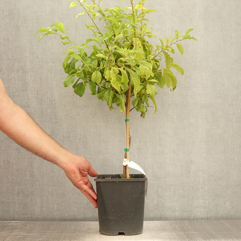 Amostra de Ameixeira-anã Fruit Me Plum Me Angeleno - Prunus domestica Vaso de 4 L/5 L, Anão tal como entregue no verão