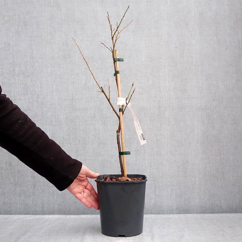 Amostra de Ameixeira-anã Fruit Me Plum Me Angeleno - Prunus domestica Vaso de 4 L/5 L, Anão tal como entregue no inverno