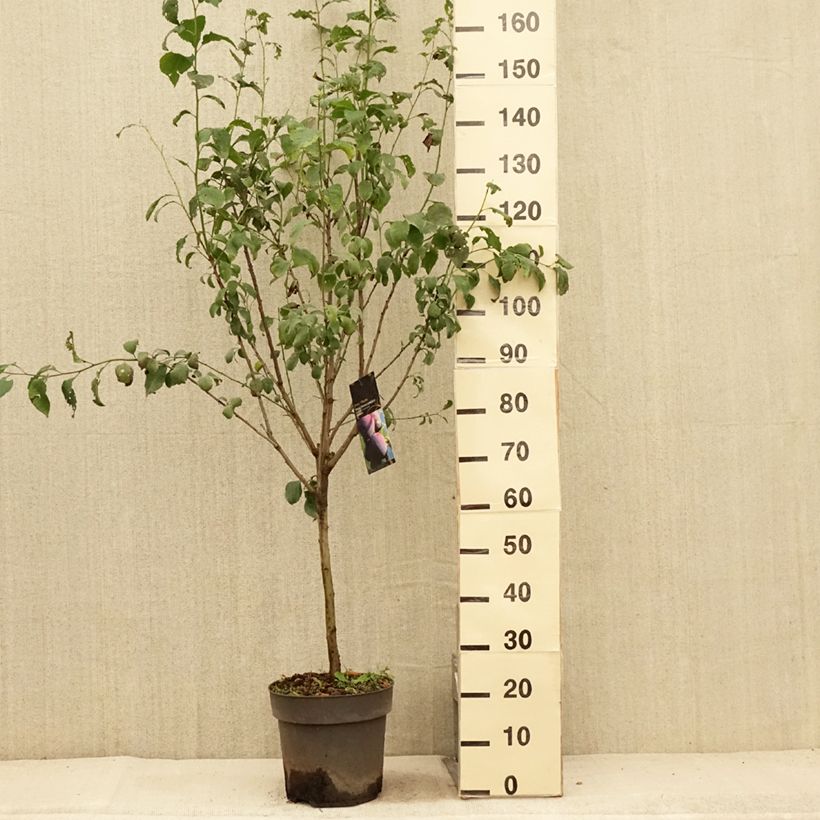 Amostra de Ameixeira-anã Hanna - Prunus domestica Vaso de 7,5 L/10 L, 1/4 de haste tal como entregue no verão