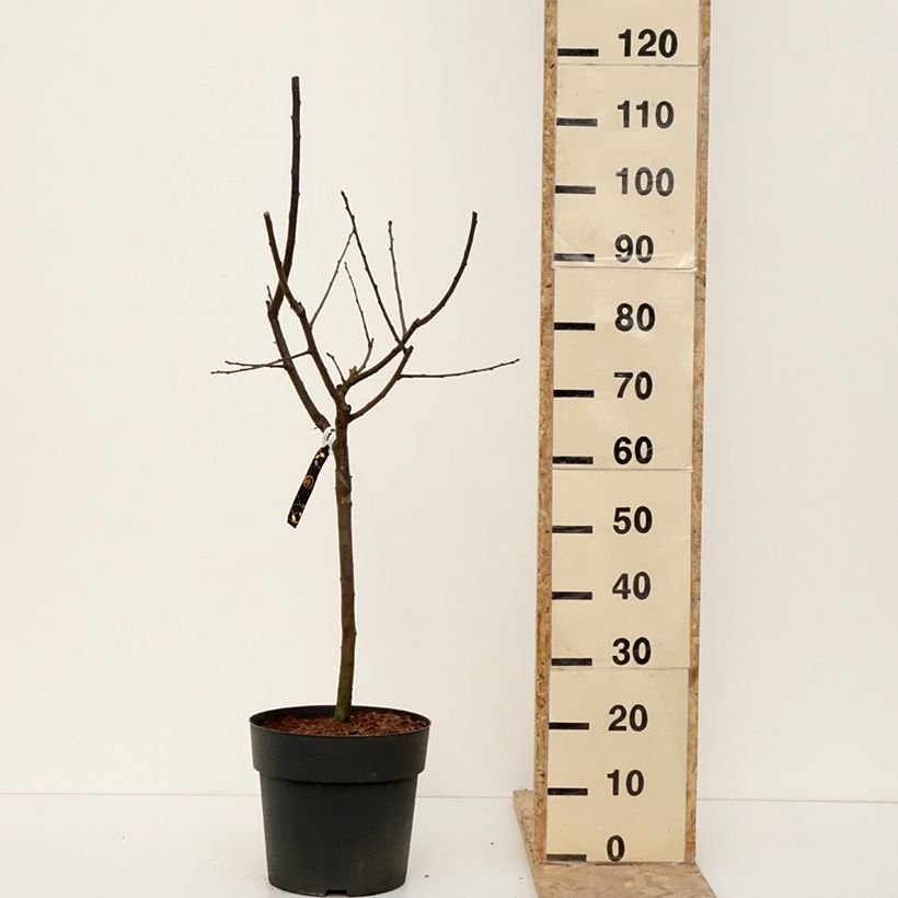 Amostra de Prunier nain Hanna Vaso de 7,5 L/10 L tal como entregue no inverno