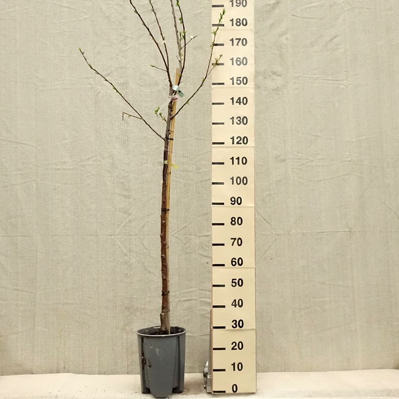 Amostra de Ameixeira Président - Prunus domestica Vaso de 7,5 L/10 L, Meia haste tal como entregue na primavera