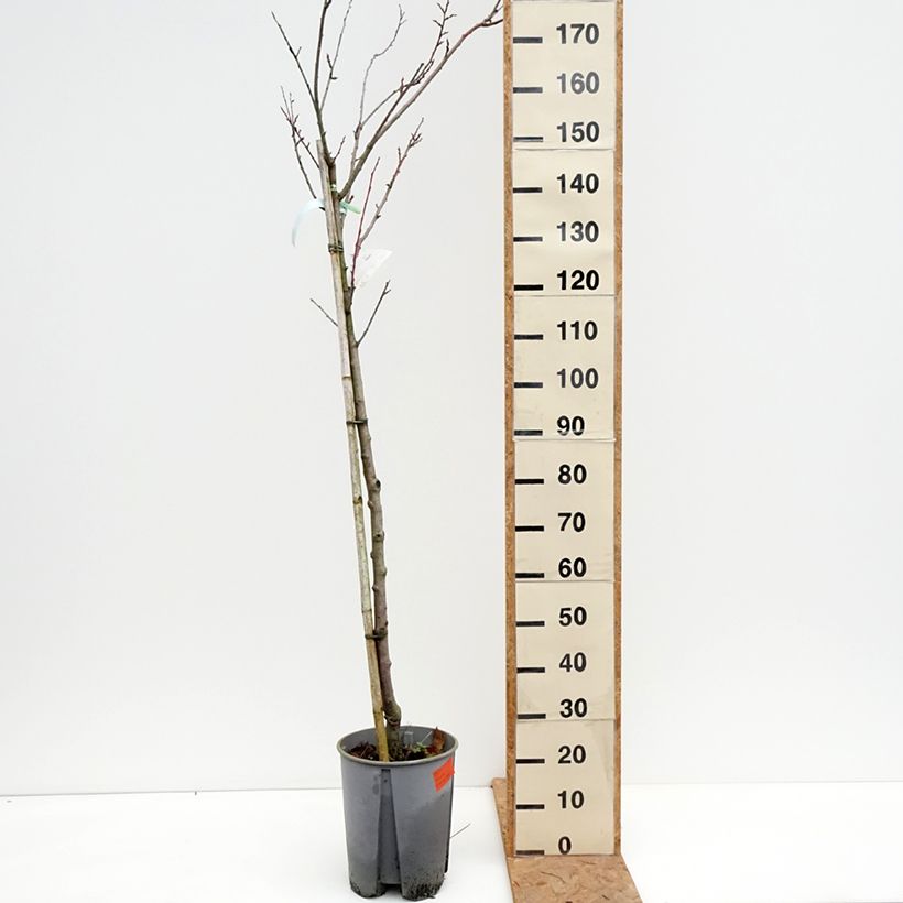 Amostra de Ameixeira Président - Prunus domestica Vaso de 7,5 L/10 L, Meia haste tal como entregue no outono