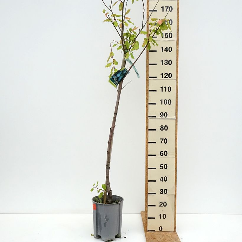 Amostra de Ameixeira Président - Prunus domestica Vaso de 7,5 L/10 L, Meia haste tal como entregue no verão