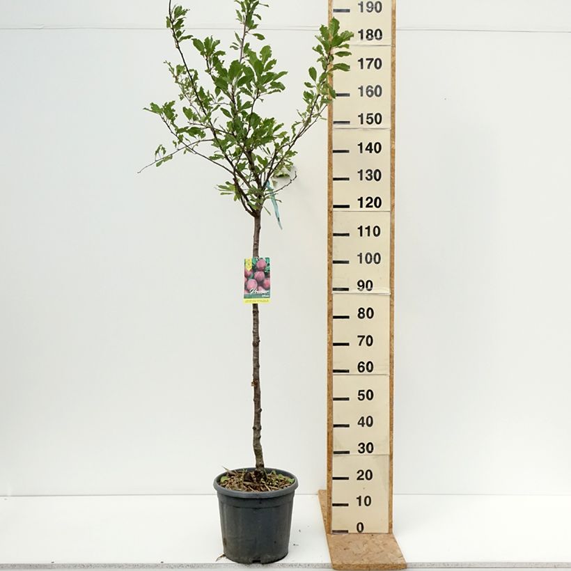 Amostra de Ameixeira Prune d'Ente - Ameixa de Agen- Prunus domestica Vaso de 12 L/15 L, Meia haste tal como entregue no verão