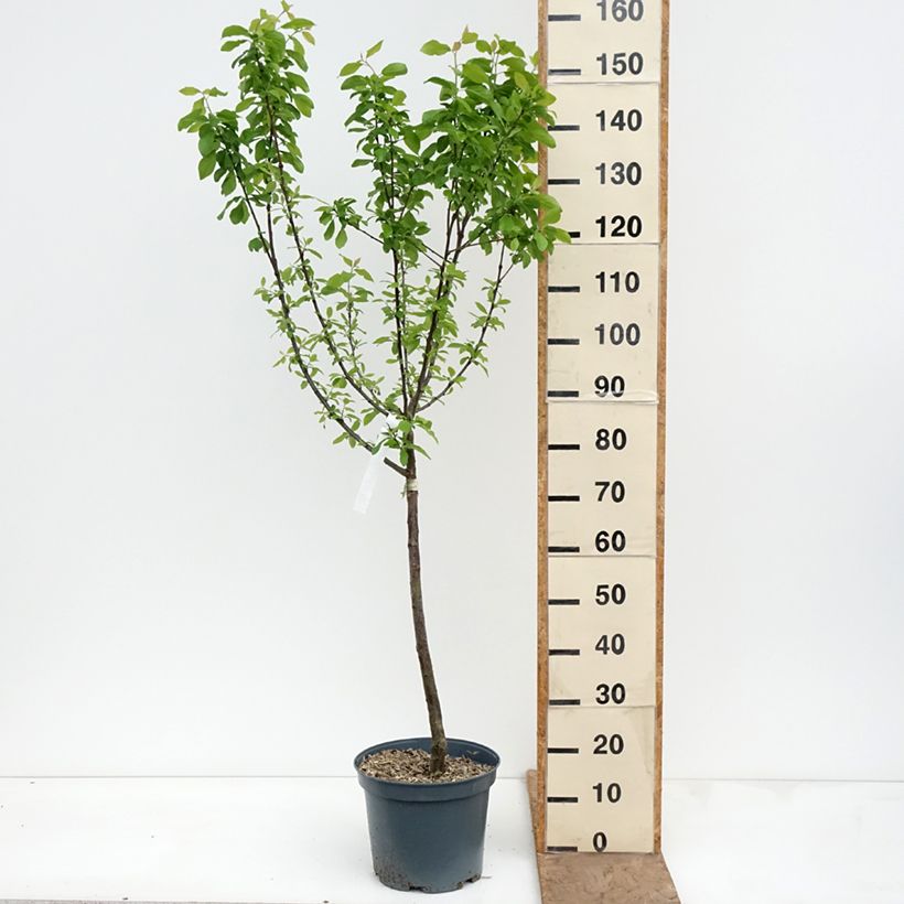 Amostra de Ameixeira Prune d'Ente - Ameixa de Agen- Prunus domestica Vaso de 7,5 L/10 L, Copo tal como entregue na primavera