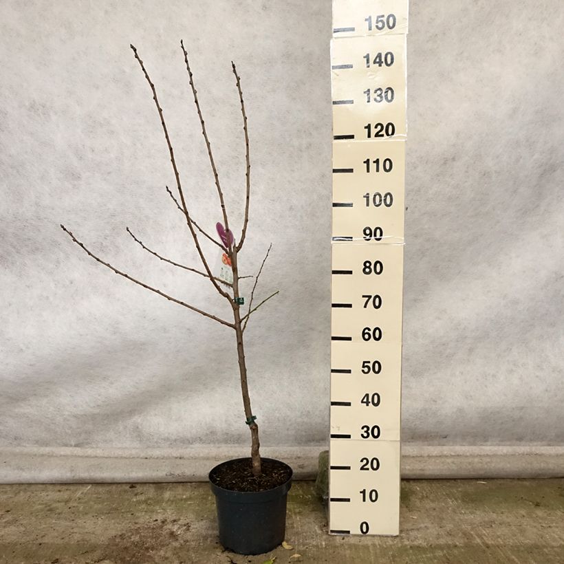 Amostra de Ameixeira Queen Victoria - Prunus domestica Vaso de 7,5 L/10 L, Copo tal como entregue no outono