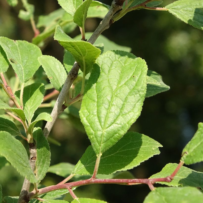 Ameixieira-europeia Quetsche Branca de Létricourt - Prunus domestica (Folhagem)