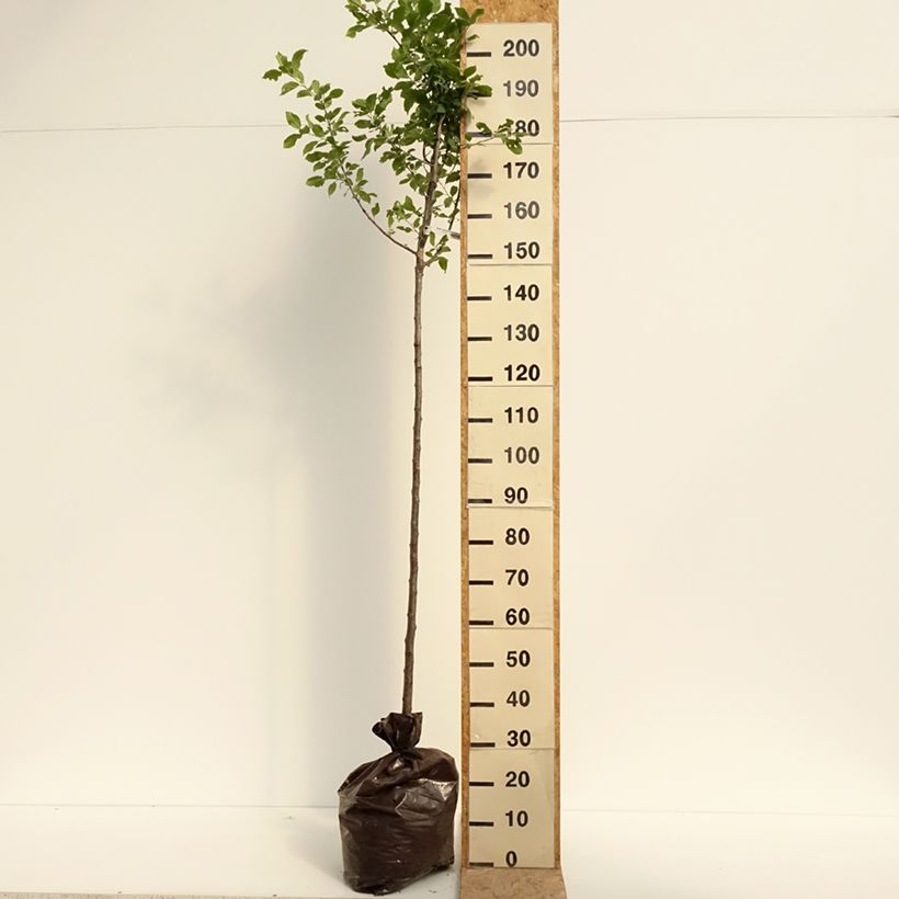 Amostra de Ameixieira-europeia Quetsche Branca de Létricourt - Prunus domestica Torrão "Pronto a plantar", Meia haste tal como entregue no verão
