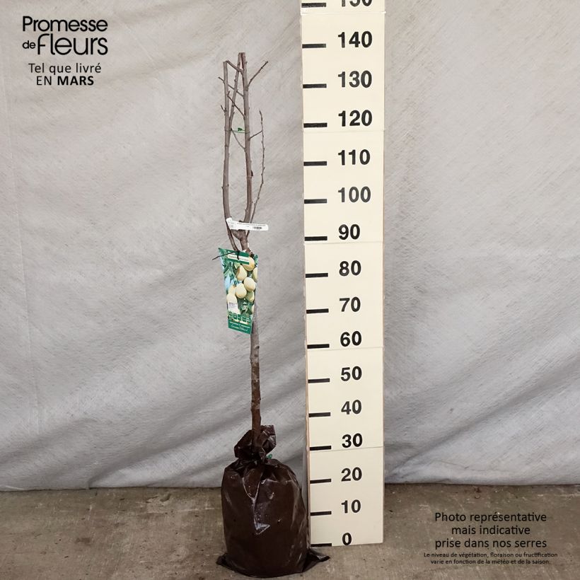 Amostra de Ameixieira-europeia Quetsche Branca de Létricourt - Prunus domestica Torrão "Pronto a plantar", Meia haste tal como entregue na primavera