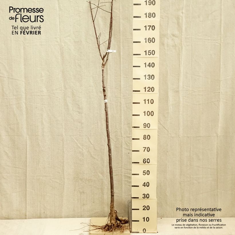 Amostra de Prunier Quetsche Blanche de Létricourt Raízes nuas, Meia haste tal como entregue no inverno