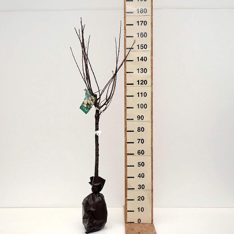 Amostra de Ameixieira-europeia Quetsche Branca de Létricourt - Prunus domestica Torrão "Pronto a plantar", Copo tal como entregue no outono