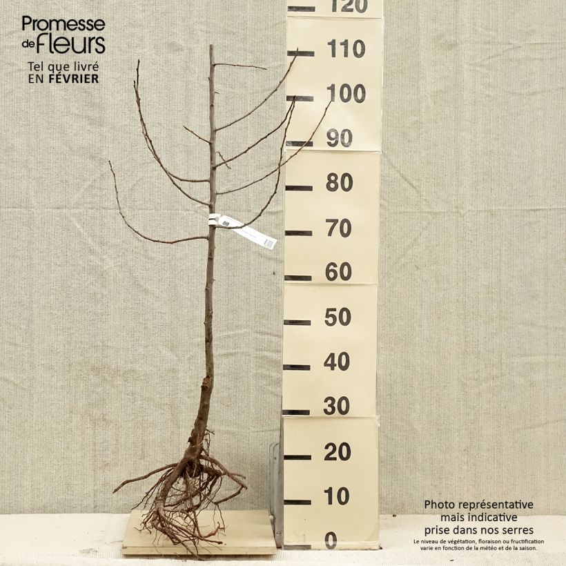 Amostra de Prunier Quetsche d'Alsace Bio Grandes Racines nues, Scion tal como entregue no inverno