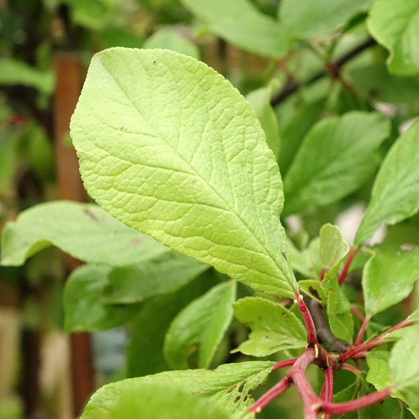 Ameixeira Quetsche dAlsace - Prunus domestica (Folhagem)
