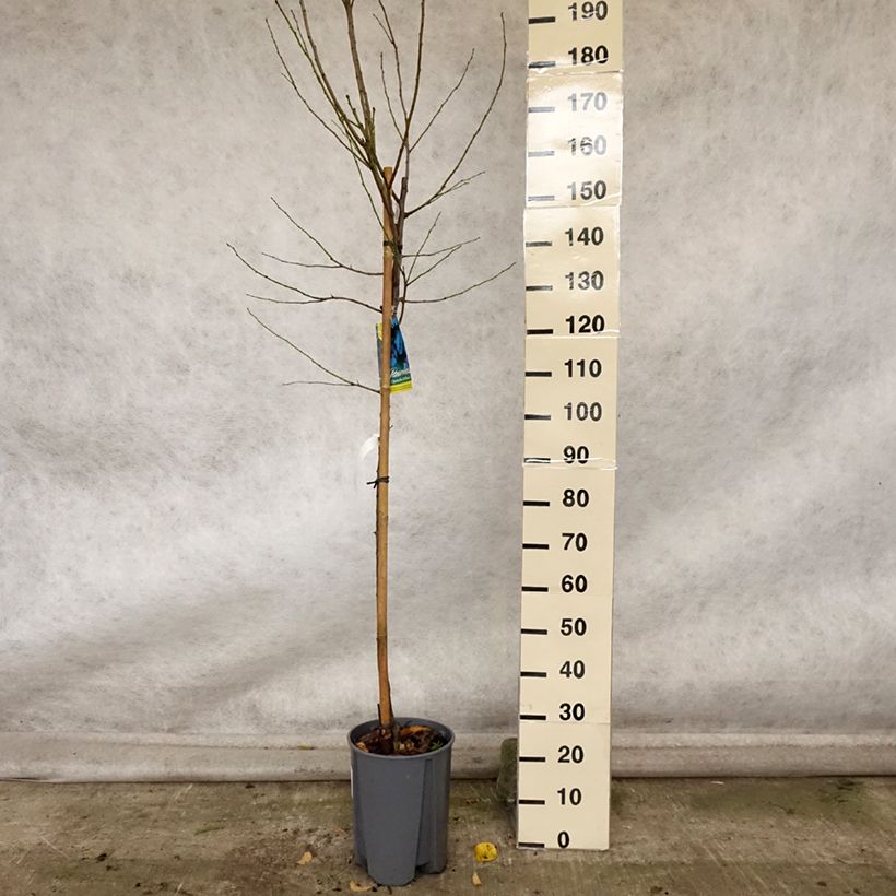 Amostra de Ameixeira Quetsche dAlsace - Prunus domestica Vaso de 7,5 L/10 L, Meia haste tal como entregue no outono