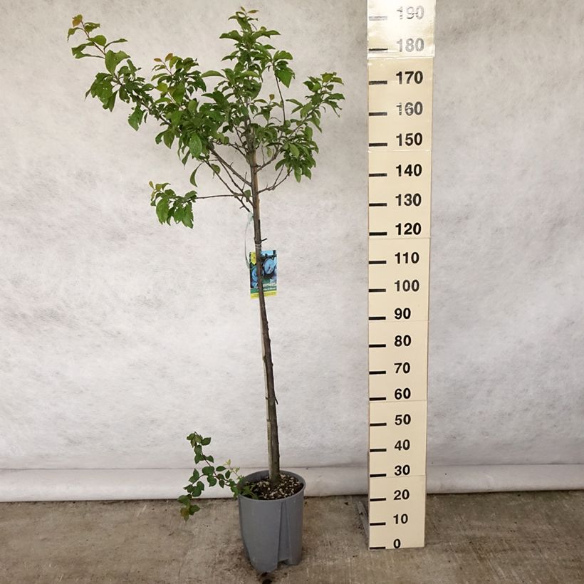 Amostra de Ameixeira Quetsche dAlsace - Prunus domestica Vaso de 7,5 L/10 L, Meia haste tal como entregue no verão