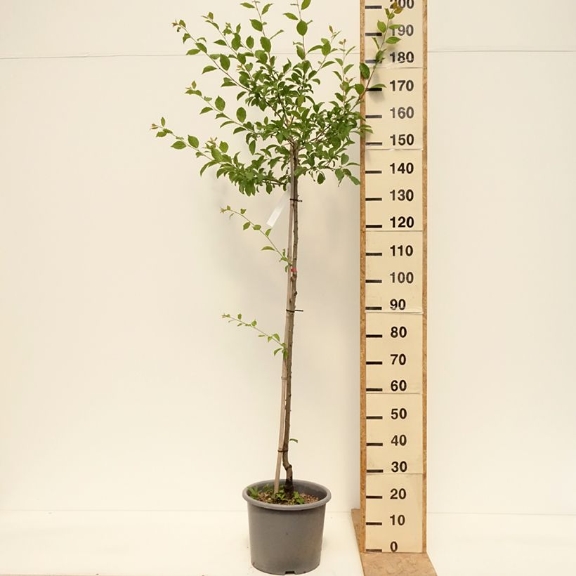 Amostra de Ameixeira Quetsche dAlsace - Prunus domestica Vaso de 7,5 L/10 L, Meia haste tal como entregue na primavera