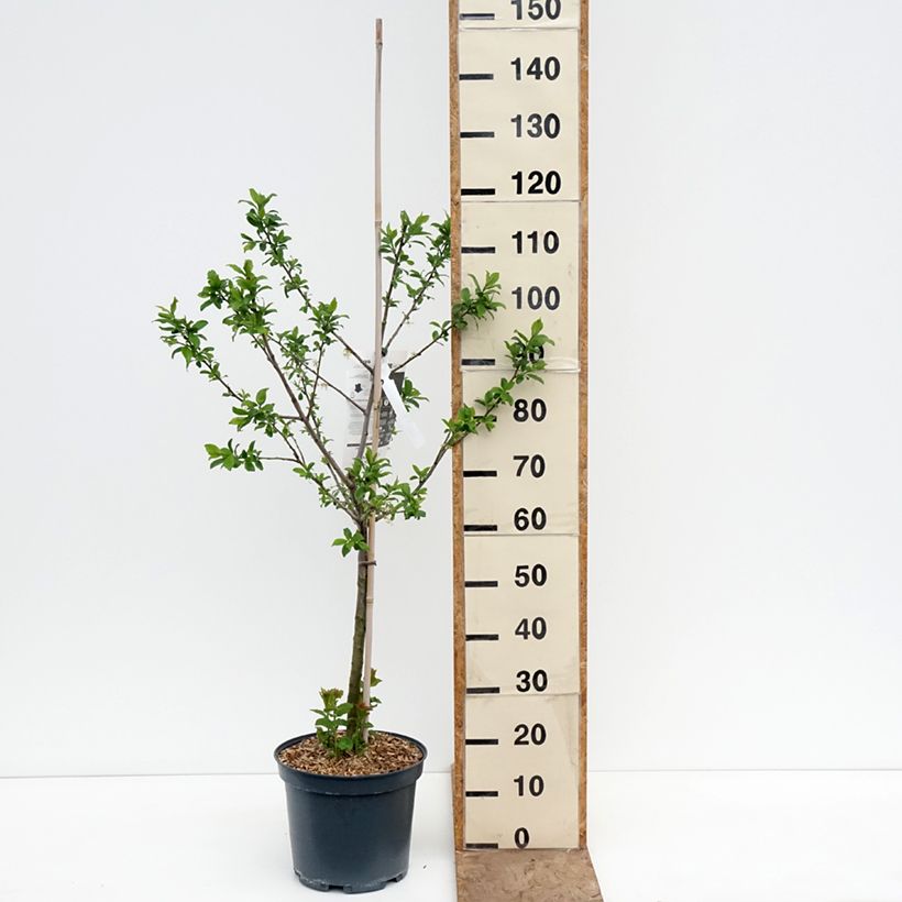 Amostra de Ameixeira Quetsche dAlsace - Prunus domestica Vaso de 7,5 L/10 L, Copo tal como entregue na primavera