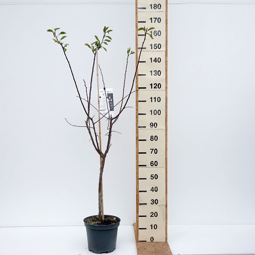 Amostra de Ameixeira Quetsche Stanley - Prunus domestica Vaso de 7,5 L/10 L, Copo tal como entregue no outono