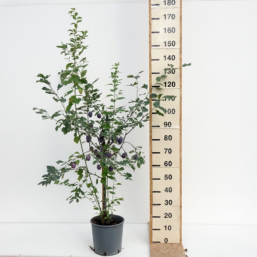 Amostra de Ameixeira Quetsche Stanley - Prunus domestica Vaso de 7,5 L/10 L, Copo tal como entregue no verão