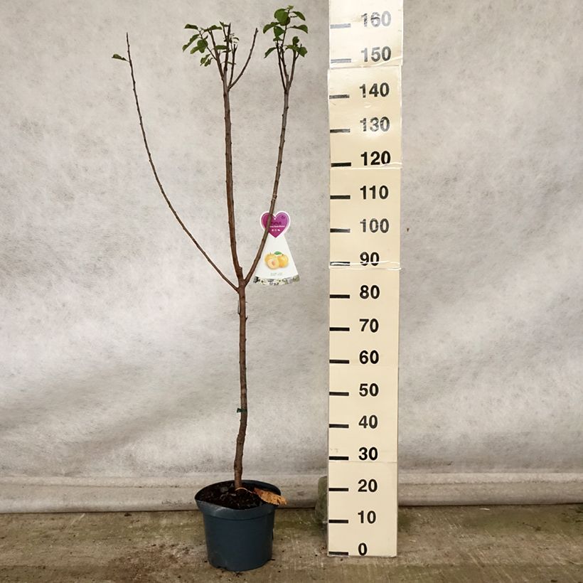 Amostra de Ameixeira Reine Claude dOullins - Prunus domestica Vaso de 7,5 L/10 L, Copo tal como entregue no outono