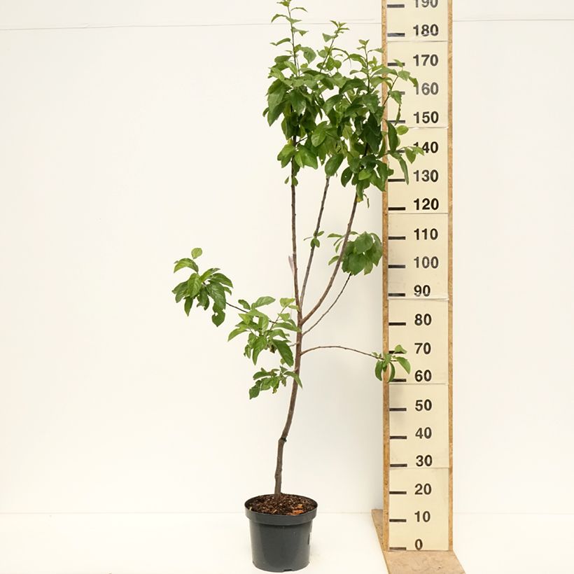 Amostra de Ameixeira Reine Claude dOullins - Prunus domestica Vaso de 7,5 L/10 L, Copo tal como entregue na primavera