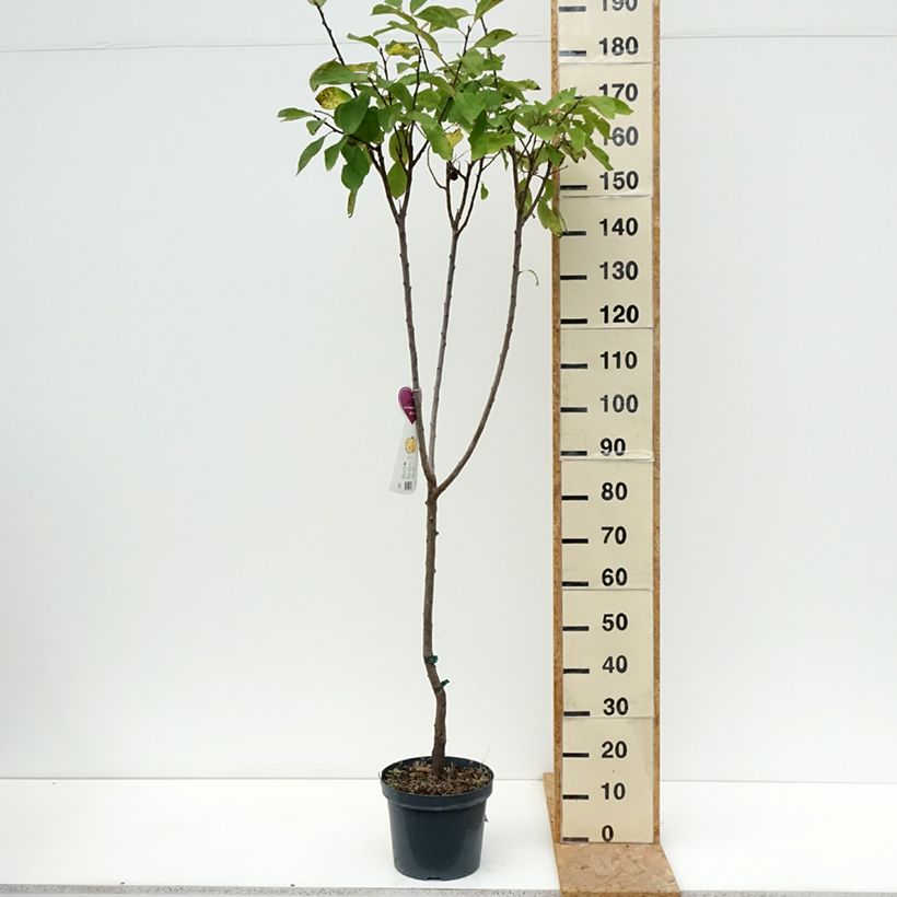 Amostra de Ameixeira Reine Claude dOullins - Prunus domestica Vaso de 7,5 L/10 L, Copo tal como entregue no verão