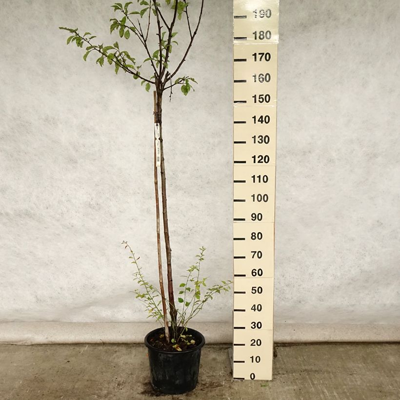 Amostra de Ameixeira Reine Claude de Bavay - Prunus domestica Vaso de 12 L/15 L, Meia haste tal como entregue no verão