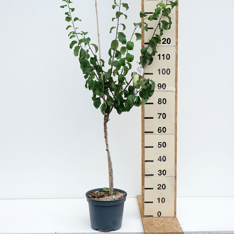 Amostra de Ameixeira Reine Claude de Bavay - Prunus domestica Vaso de 7,5 L/10 L, Copo tal como entregue no verão