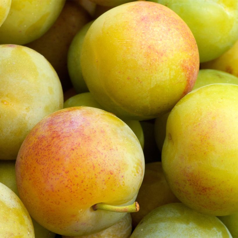 Ameixeira Reine Claude de Chambourcy Bio - Prunus domestica (Colheita)