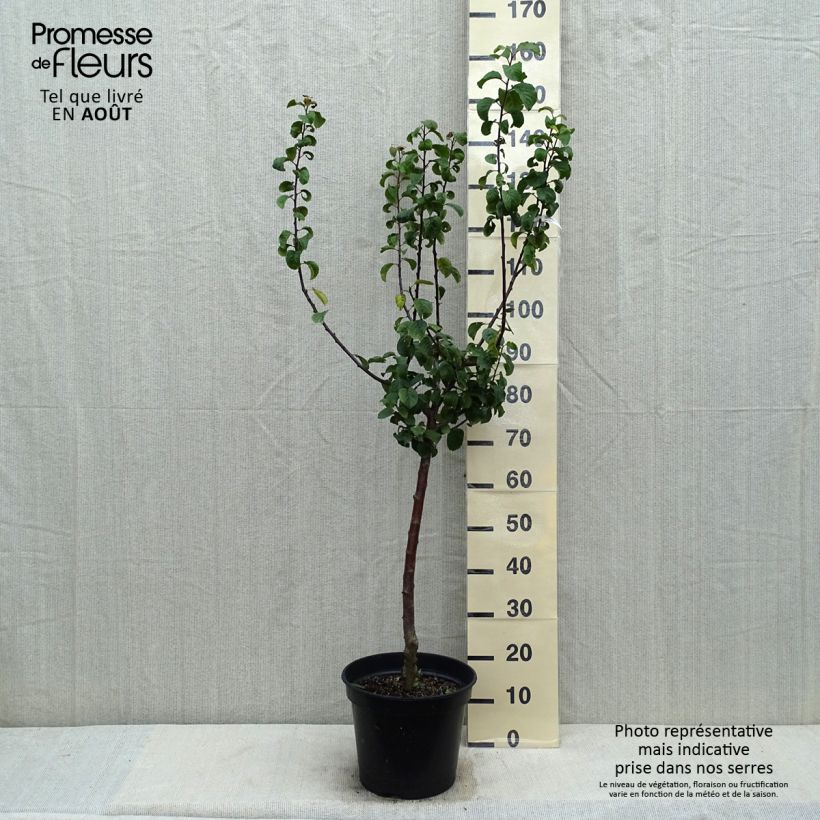 Amostra de Ameixeira Rainha Cláudia de Julho  - Prunus domestica Vaso de 7,5 L/10 L, Copo tal como entregue no verão