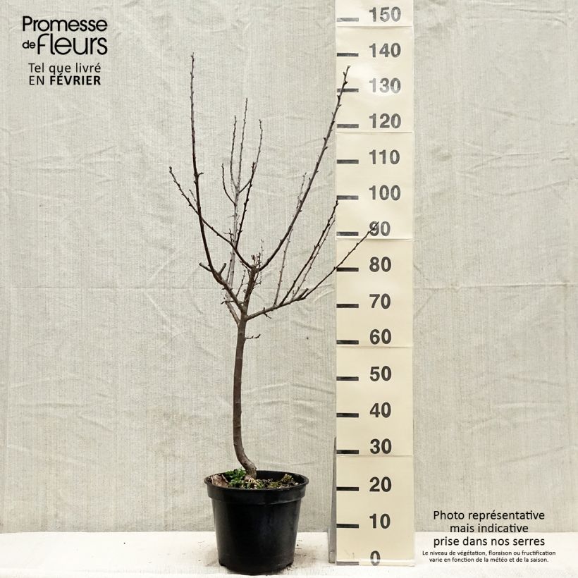 Amostra de Ameixeira Rainha Cláudia de Julho  - Prunus domestica Vaso de 7,5 L/10 L, Copo tal como entregue no inverno