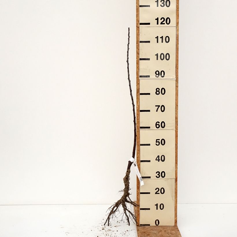 Amostra de Prunier Reine Claude Diaphane Bio Grandes Racines nues, Scion tal como entregue no inverno