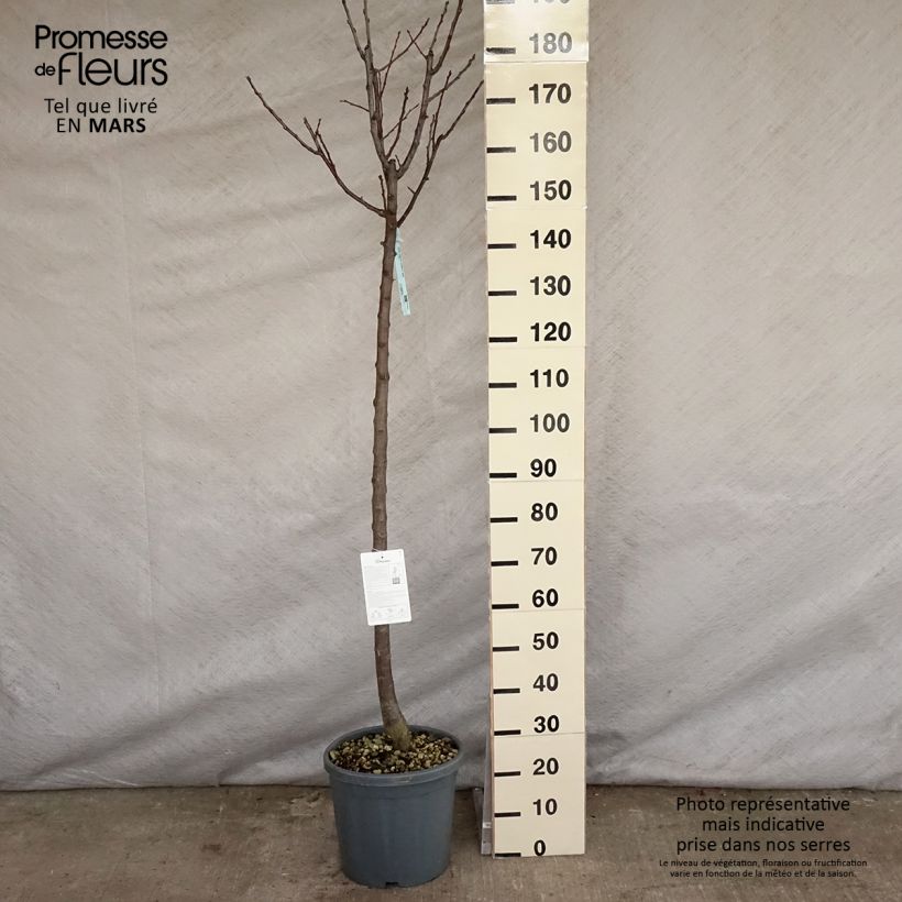 Amostra de Ameixeira Reine Cláudia - Prunus domestica Vaso de 7,5 L/10 L, Meia haste tal como entregue na primavera