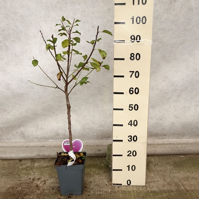 Amostra de Ameixeira Reine Cláudia - Prunus domestica Vaso de 7,5 L/10 L, Copo tal como entregue no outono