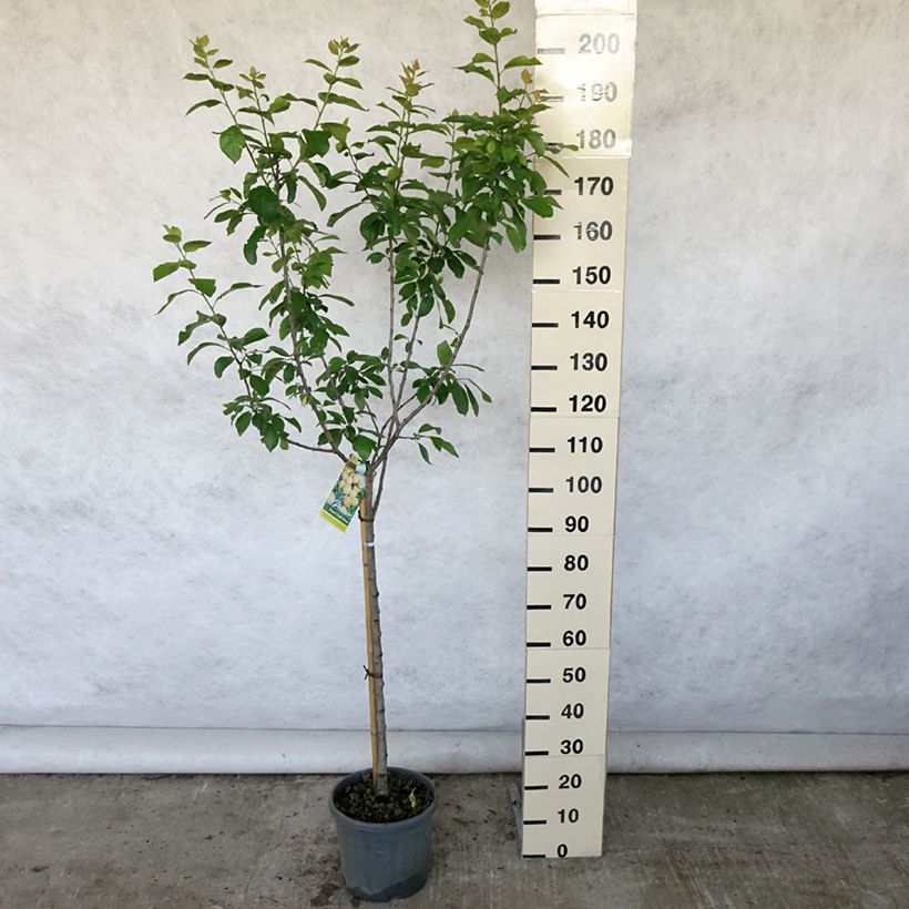 Amostra de Ameixeira Reine Cláudia - Prunus domestica Vaso de 7,5 L/10 L, Copo tal como entregue no verão