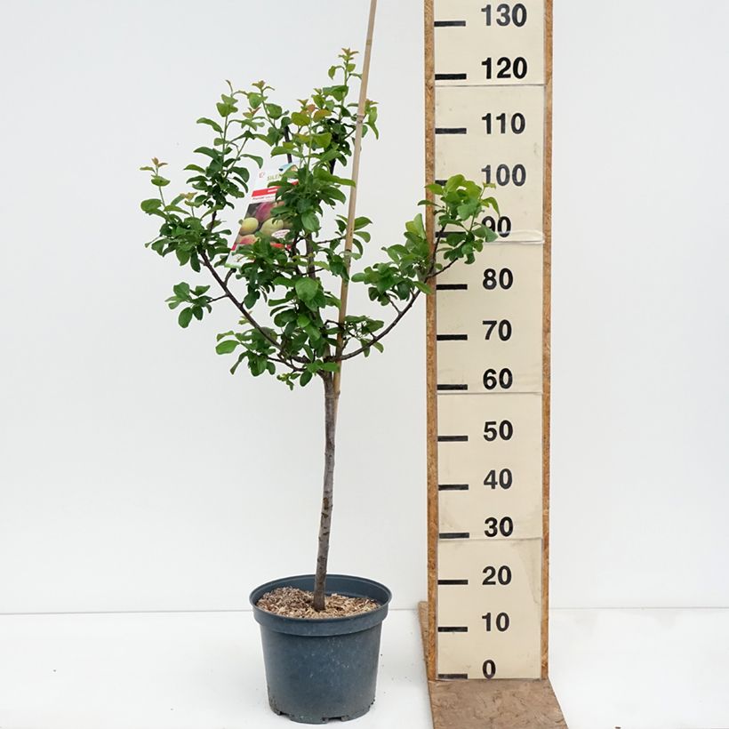 Amostra de Ameixeira Reine Claude Moissac - Prunus domestica Vaso de 7,5 L/10 L, Copo tal como entregue na primavera