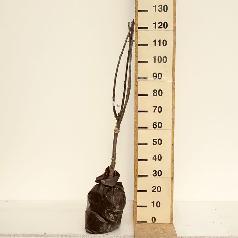 Amostra de Ameixeira Reinegold - Prunus domestica Torrão "Pronto a plantar", 1/4 de haste tal como entregue na primavera