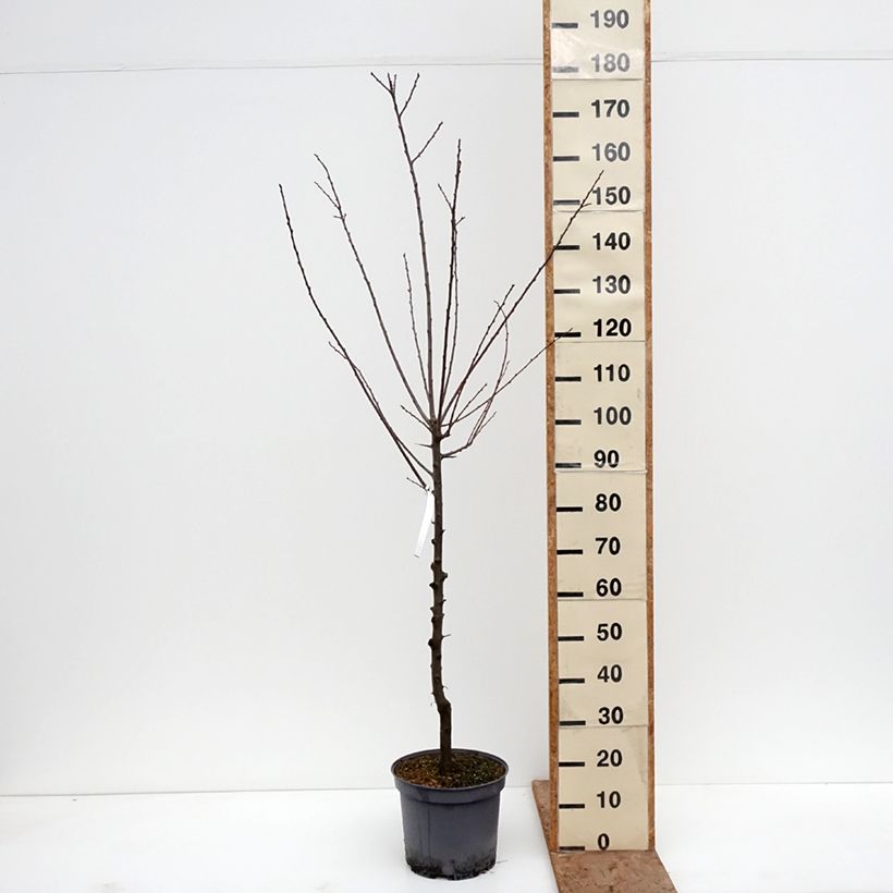 Amostra de Ameixeira Santa Catarina  - Prunus domestica Vaso de 7,5 L/10 L, Copo tal como entregue no inverno