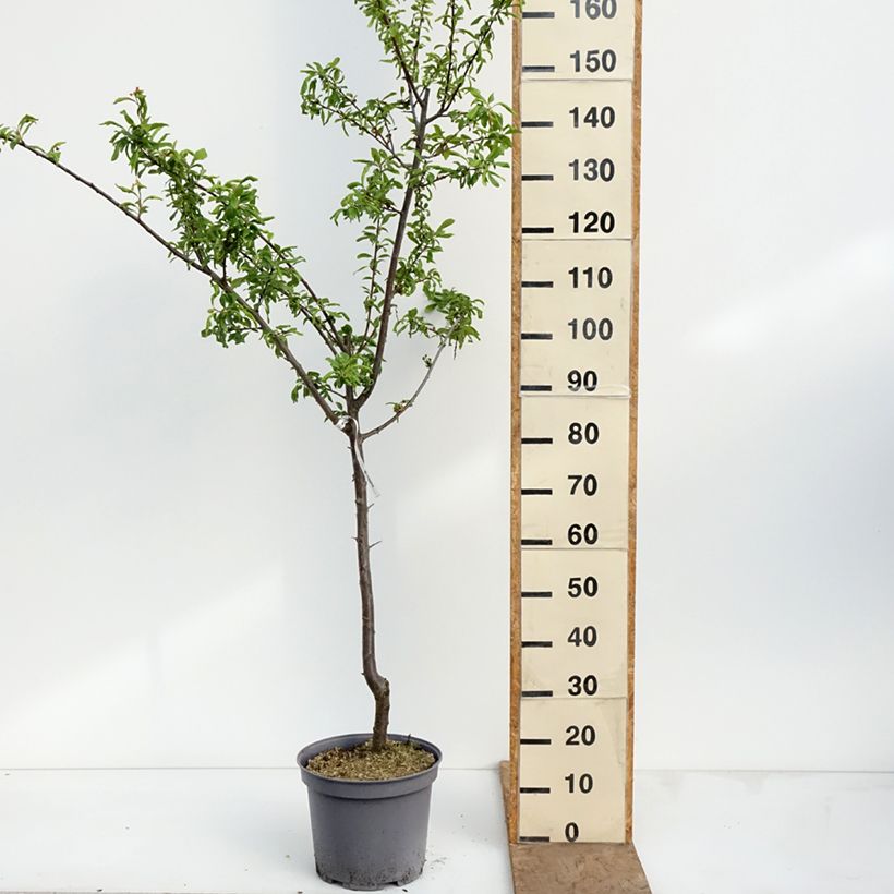 Amostra de Ameixeira Santa Catarina  - Prunus domestica Vaso de 7,5 L/10 L, Copo tal como entregue na primavera