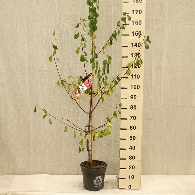 Amostra de Prunier Tipala - Prunus domestica Pot de 7,5L/10L, Gobelet tal como entregue no outono