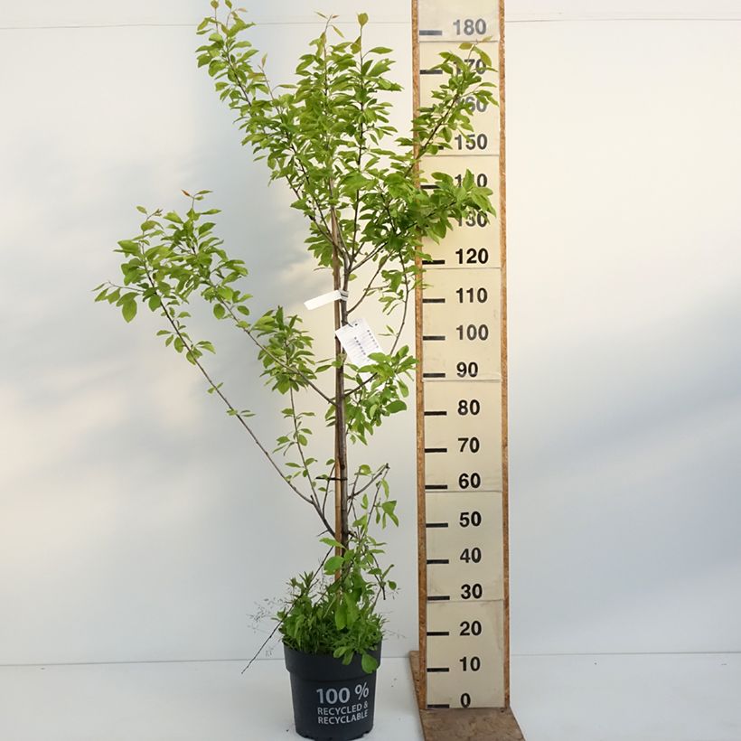 Amostra de Ameixeira Tipala - Prunus domestica Vaso de 7,5 L/10 L, Copo tal como entregue na primavera