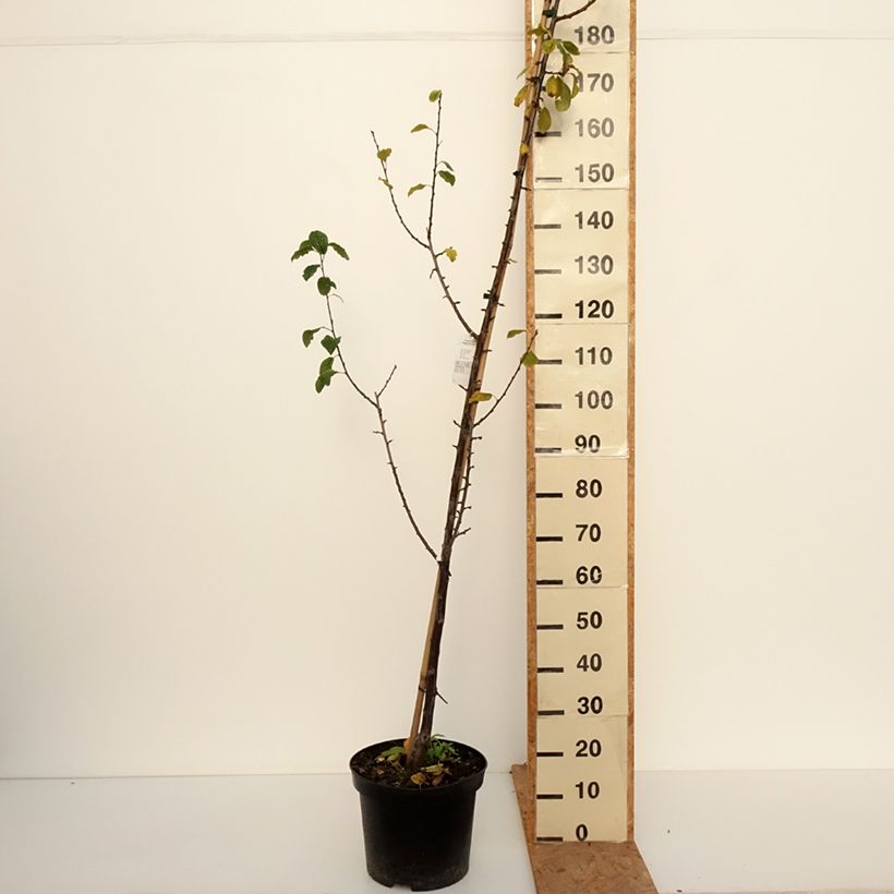 Amostra de Prunier Węgierka Dąbrowicka - Prunus domestica Pot de 7,5L/10L, Gobelet tal como entregue no outono