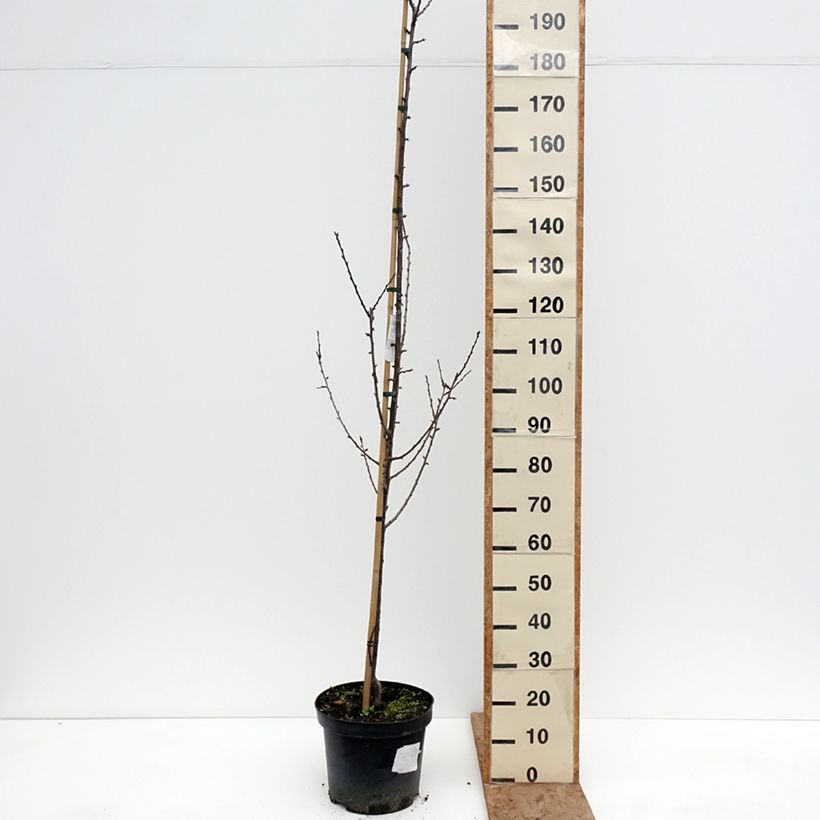 Amostra de Ameixeira Węgierka Dąbrowicka - Prunus domestica Vaso de 7,5 L/10 L, Copo tal como entregue no inverno