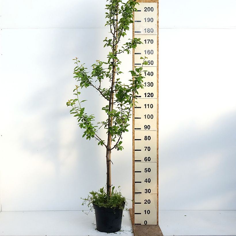 Amostra de Ameixeira Węgierka Dąbrowicka - Prunus domestica Vaso de 7,5 L/10 L, Copo tal como entregue na primavera