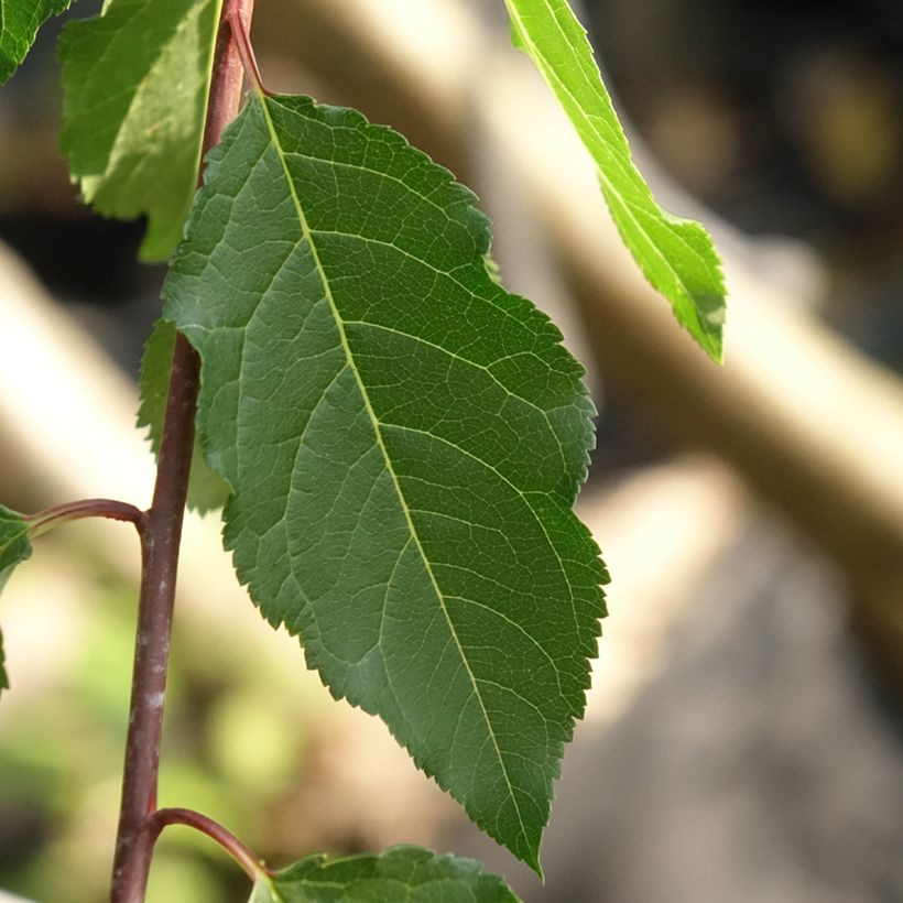 Ameixeira Wignon - Prunus domestica (Folhagem)